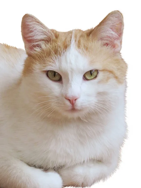 Gato branco-vermelho isolado — Fotografia de Stock