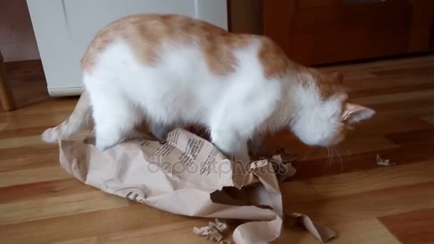 Бытовая кошка и бумажный пакет — стоковое видео