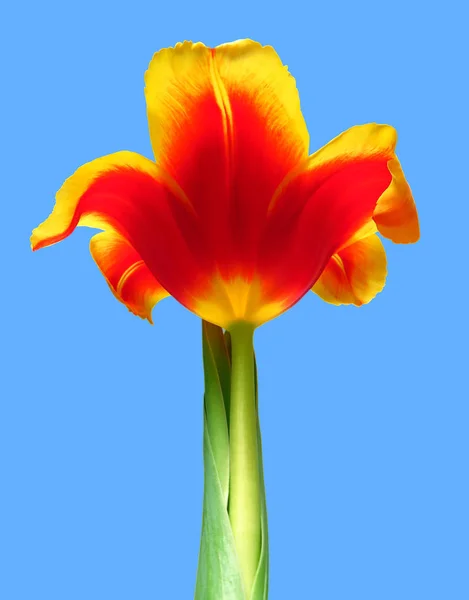 Tulipán amarillo-rojo contra el cielo azul — Foto de Stock
