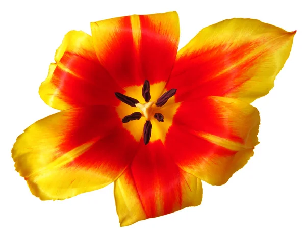 Tulipán rojo-amarillo primer plano aislado — Foto de Stock