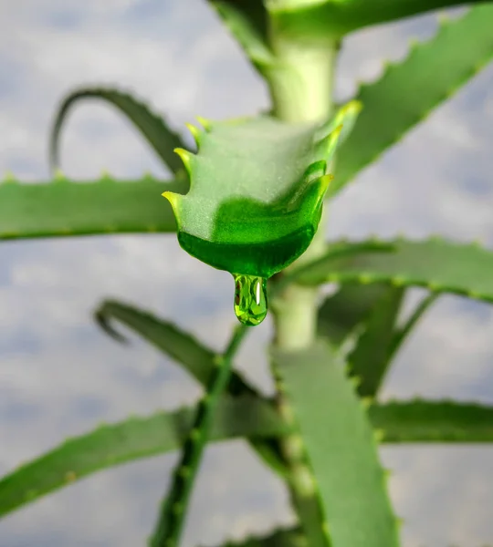 Aloe vera Juice — Stock Fotó