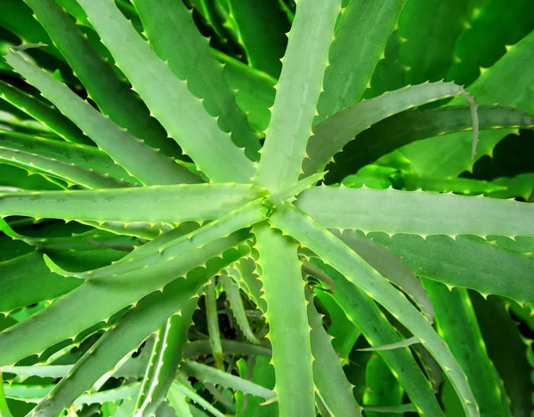 Aloe vera háttér — Stock Fotó