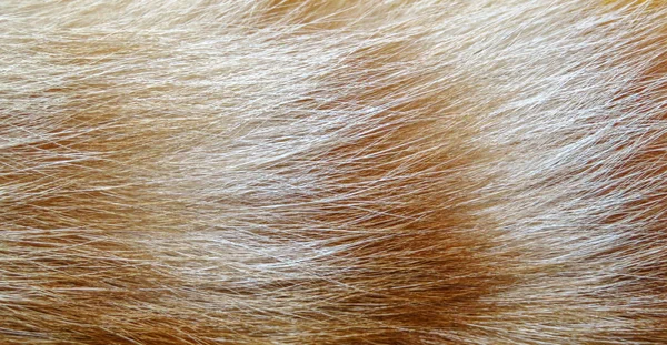 Ginger gatos piel fondo —  Fotos de Stock
