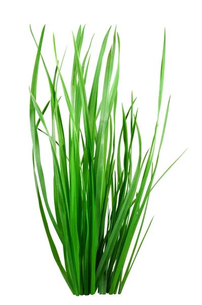 Blade of grass isolated on white — Stock Photo, Image