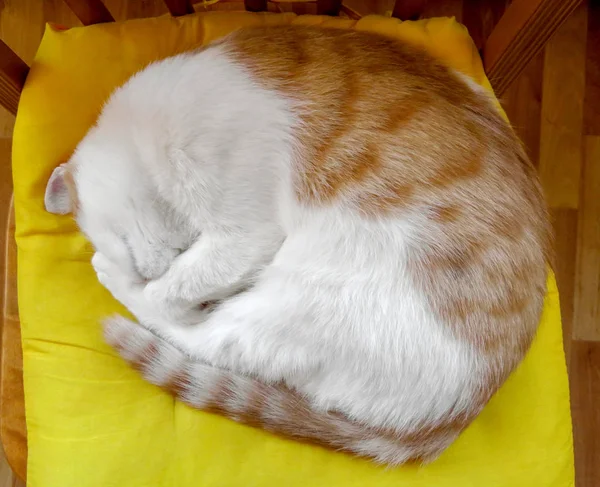 Спящая рыжая кошка — стоковое фото