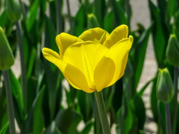 Yellow tulip close up — Stock Photo, Image