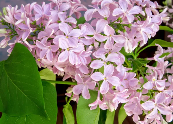 Lilac blommor bakgrund — Stockfoto