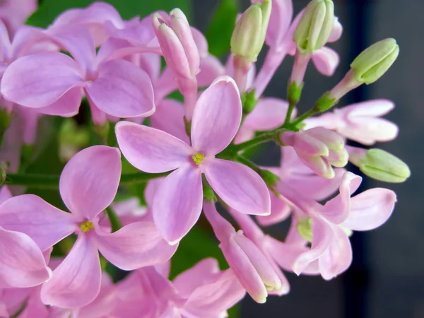 Lilac blommor bakgrund — Stockfoto