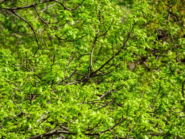 Färsk ek lämnar — Stockfoto