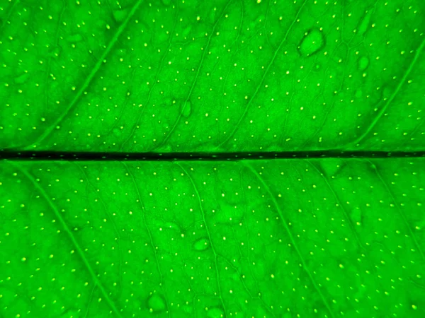 Фон зеленого листя лимона — стокове фото