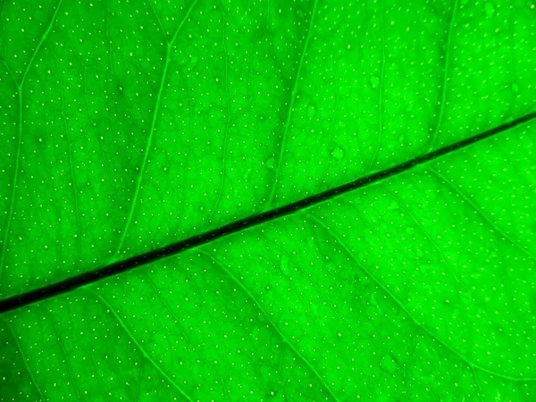 Фон зеленого листя лимона — стокове фото