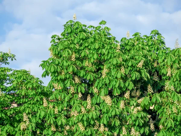 Kwitnących kasztanów nad niebo — Zdjęcie stockowe