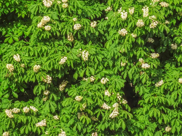 Blühende Kastanien in Nahaufnahme — Stockfoto