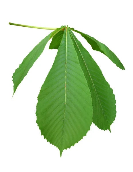 Каштановий листя, ізольовані — стокове фото