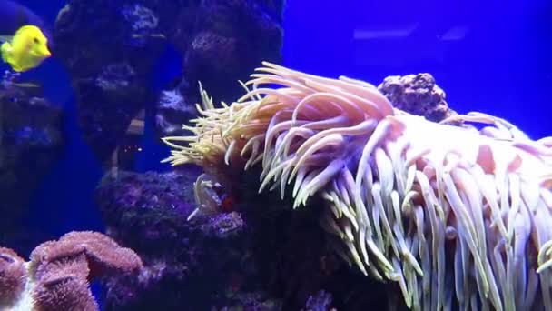 Aquarium - zeeleven — Stockvideo