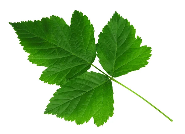 Hoja verde de frambuesas aisladas —  Fotos de Stock