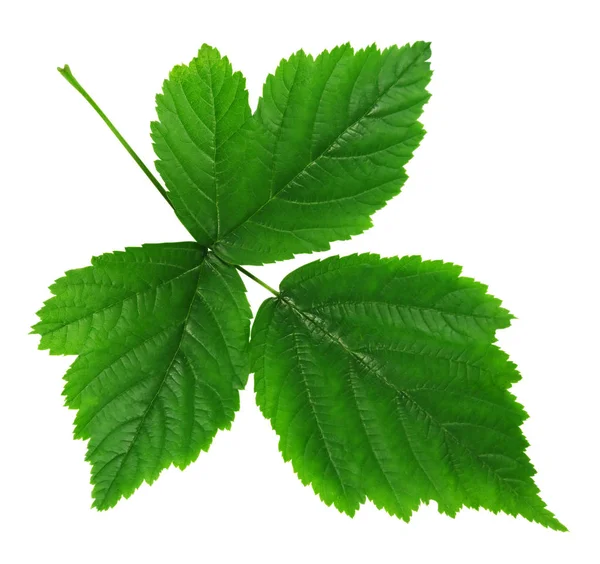 라스베리 절연의 녹색 잎 — 스톡 사진