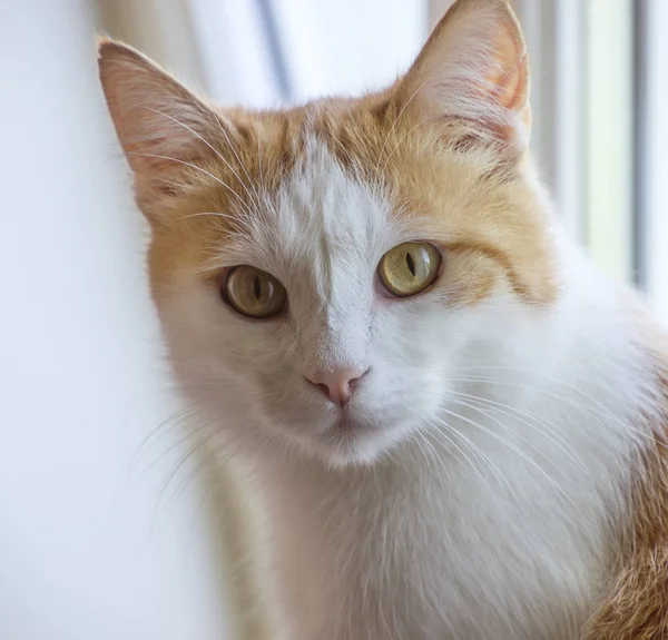 Witte en rode kat — Stockfoto