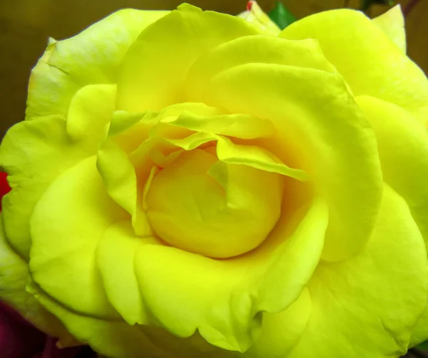 Rose yellow background — Stock Photo, Image