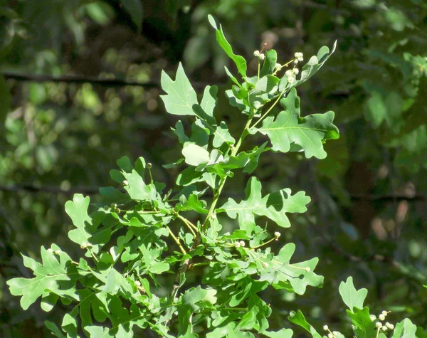 Oak leaves in summer — Stock Photo, Image
