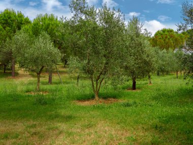 bahçesinde zeytin ağaçları
