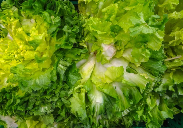 Hojas de lechuga verde —  Fotos de Stock