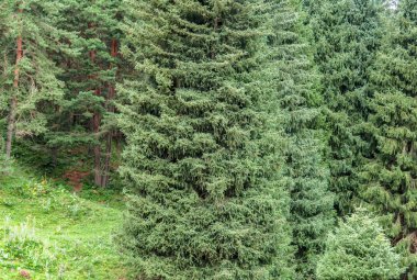 Tien Shan Firs arka plan