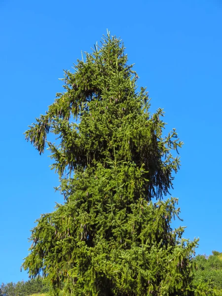 Eenzame fir tree — Stockfoto