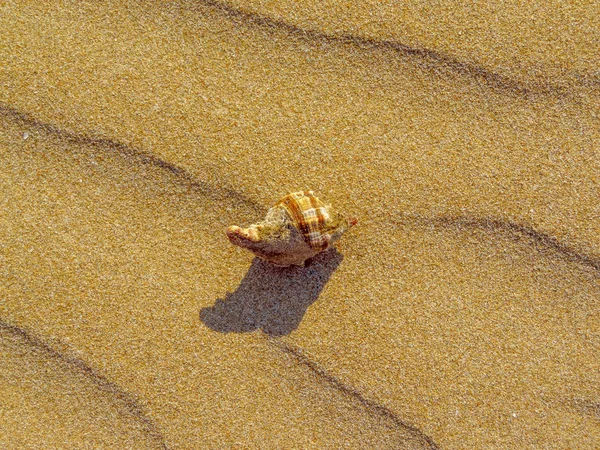 Волны песка с раковиной — стоковое фото
