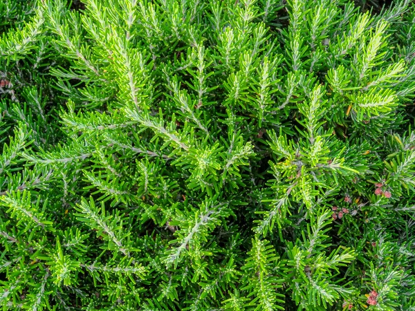 Rimini - siepe verde di cespugli sempreverdi — Foto Stock