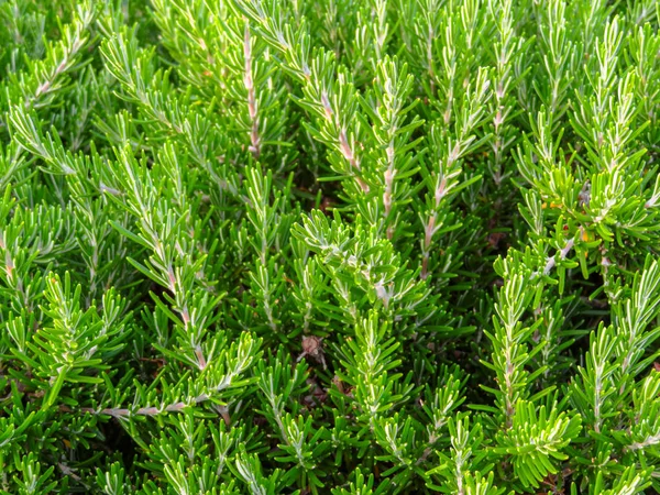 Rimini - siepe verde di cespugli sempreverdi — Foto Stock