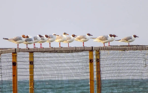 Чайки сидять на паркані — стокове фото