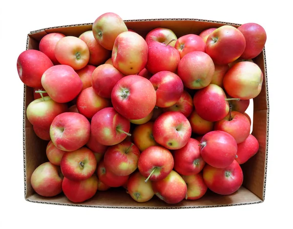 Apples in the cardboard box isolated — Stock Photo, Image