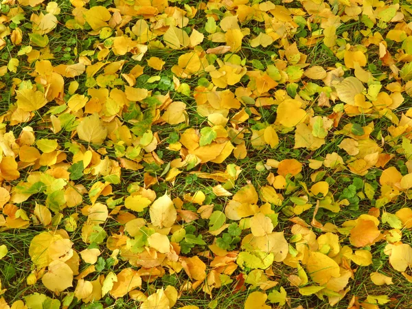 Sfondo foglie gialle e verdi — Foto Stock