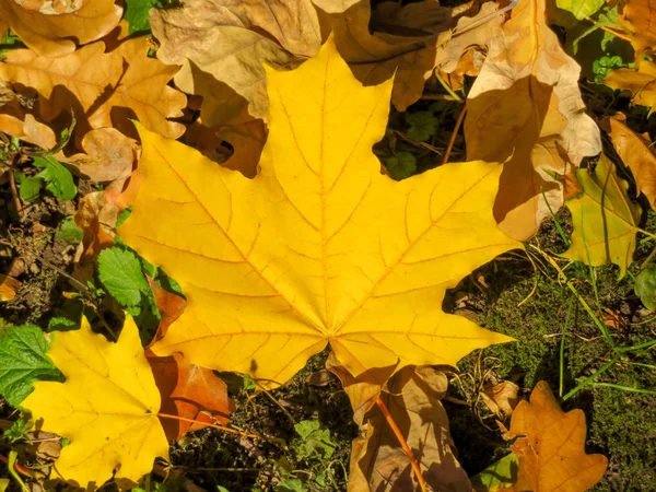 Hoja de arce amarillo —  Fotos de Stock