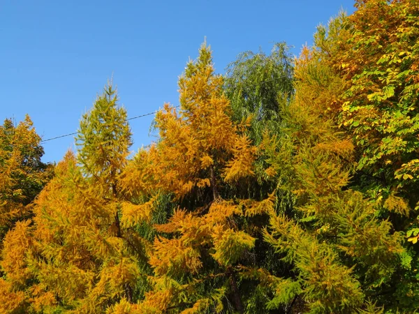 Zlatý podzim stromy — Stock fotografie