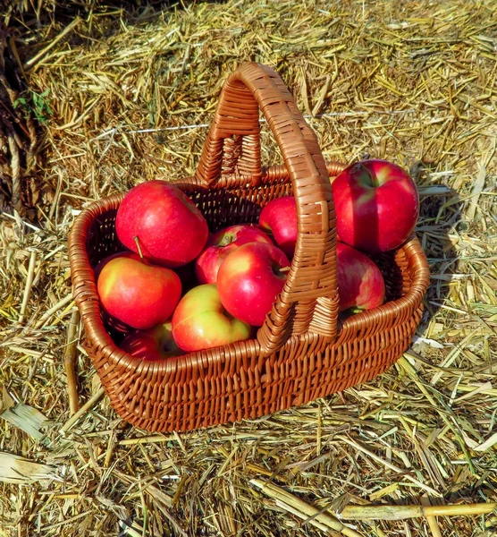 Maçãs vermelhas na cesta — Fotografia de Stock