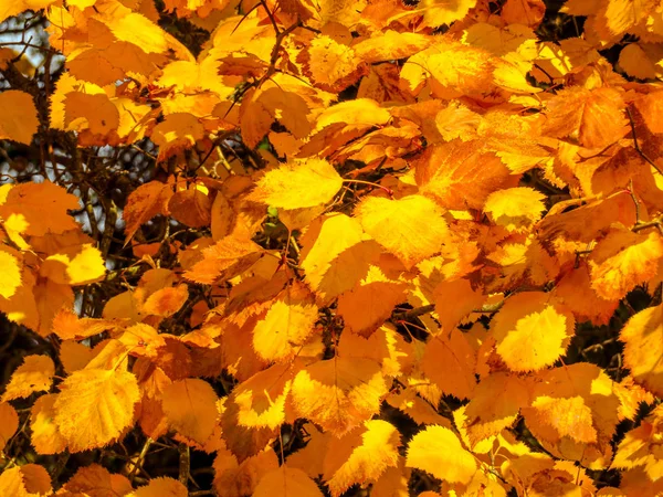 Alberi d'autunno dorati — Foto Stock