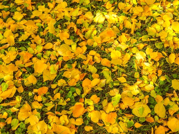 Yellow and green leaves background