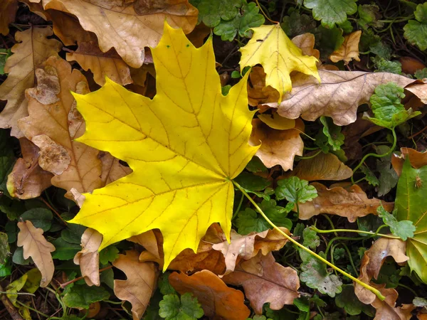 Foglia d'acero giallo — Foto Stock