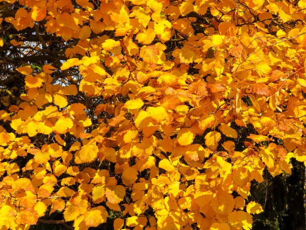 Alberi d'autunno dorati — Foto Stock