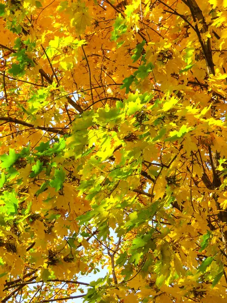 Fondo di foglie d'acero verdi e gialle — Foto Stock
