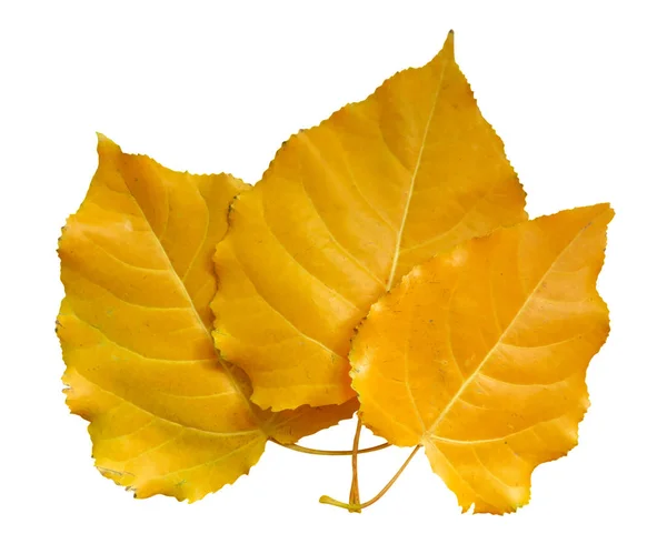 Folhas de álamo amarelo isoladas — Fotografia de Stock