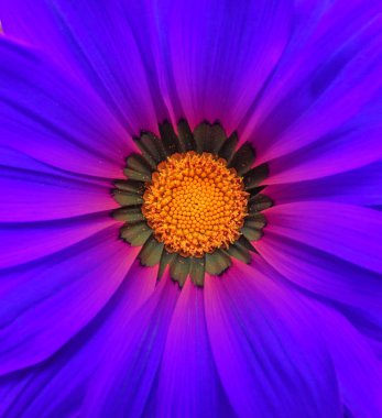 Gerbera çiçek makro - mavi
