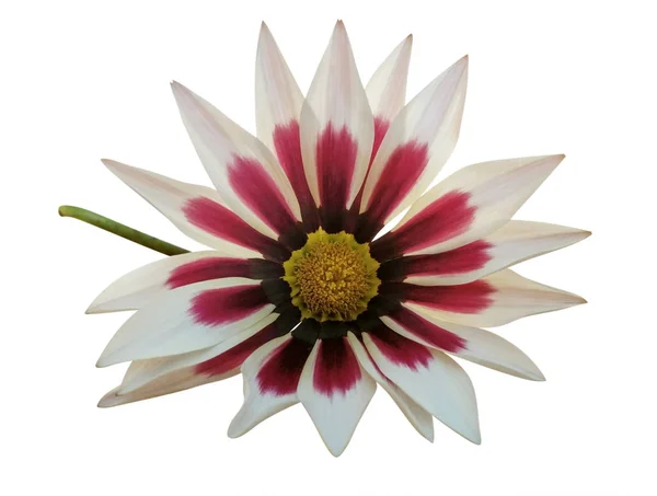 Flor de gerberas rojo-blanca aislada — Foto de Stock