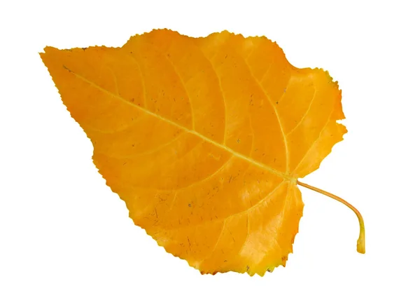 Жовтий листок тополя ізольований — стокове фото