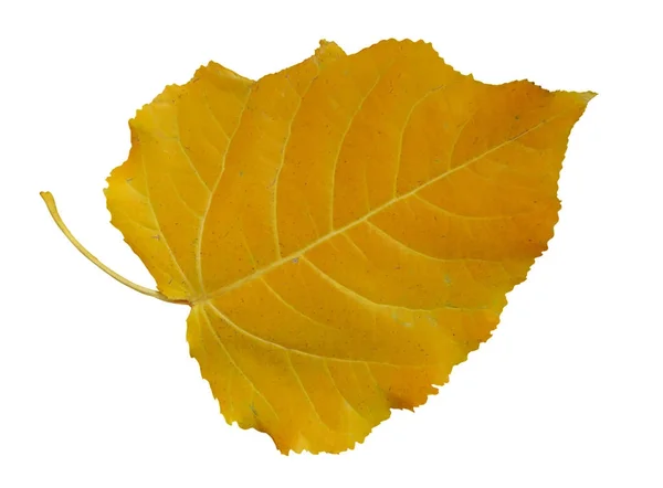 Frunze galbene de plop izolate — Fotografie, imagine de stoc