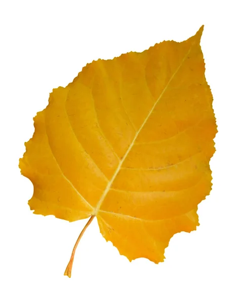 Жовтий листок тополя ізольований — стокове фото