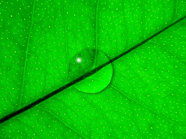 Daun lemon hijau dengan latar belakang drop — Stok Foto