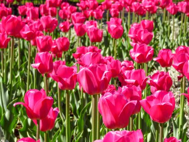 Tarlada pembe laleler